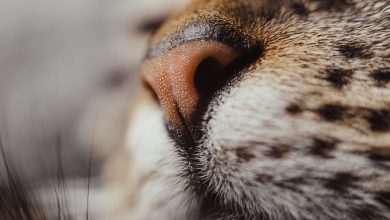 Le plus gros chat du monde décède après un séjour dans un centre d’amaigrissement